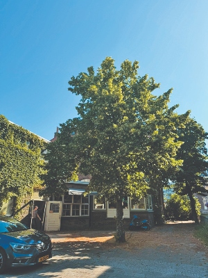 Under the linden tree (photo credit: John Bishop)