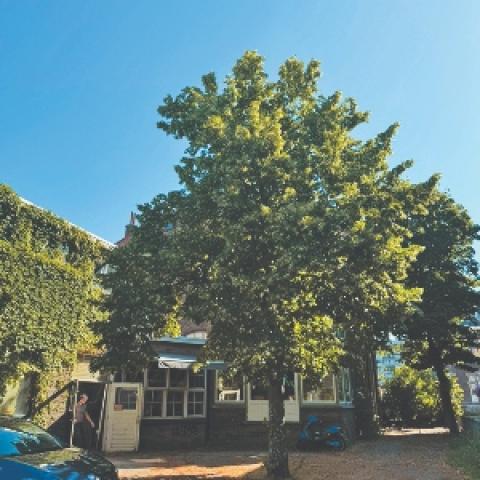 Under the linden tree (photo credit: John Bishop)